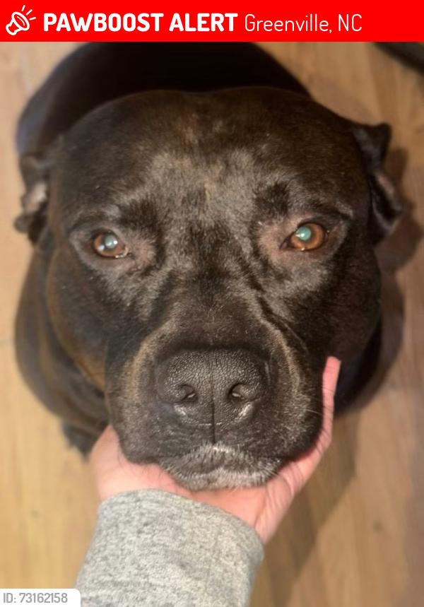 Lost Male Dog last seen Allen Road, Greenville, NC 27834
