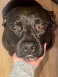 Lost Male Dog last seen Allen Road, Greenville, NC 27834