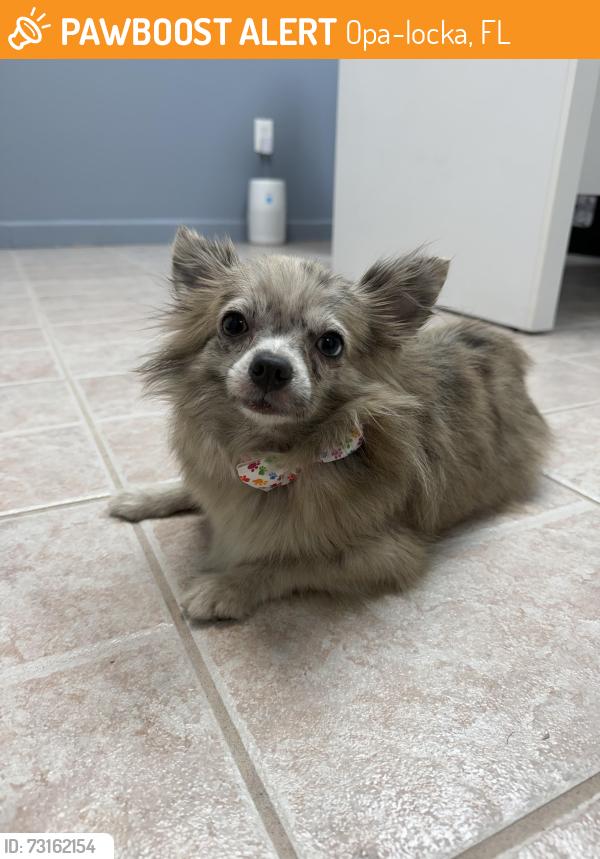 Found/Stray Female Dog last seen Near NW 38th Ave, Opa-locka, FL 33054, Opa-locka, FL 33054
