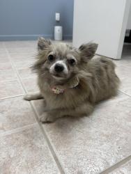 Found/Stray Female Dog last seen Near NW 38th Ave, Opa-locka, FL 33054, Opa-locka, FL 33054