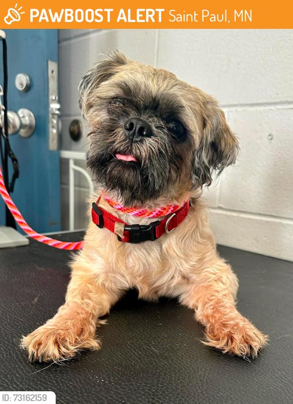 Found/Stray Male Dog last seen 5th and Atlantic, Saint Paul, MN 55106