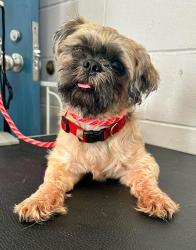 Found/Stray Male Dog last seen 5th and Atlantic, Saint Paul, MN 55106