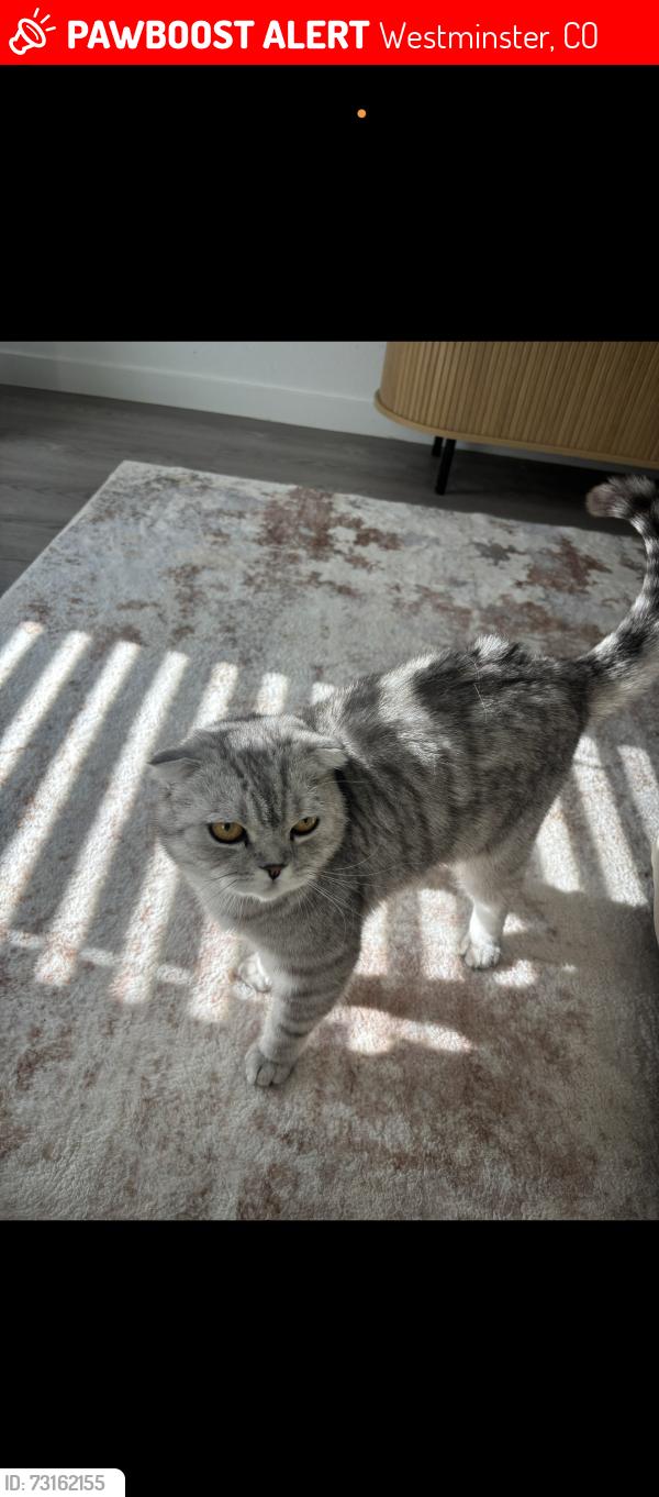 Lost Male Cat last seen apmt building, Westminster, CO 80020
