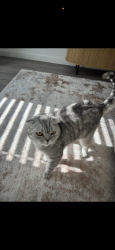 Lost Male Cat last seen apmt building, Westminster, CO 80020