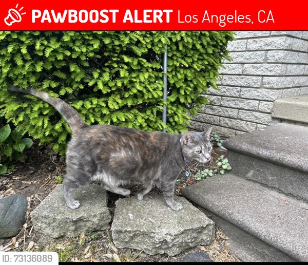 Lost Female Cat last seen Jacon way and El oro LN, Los Angeles, CA 90272