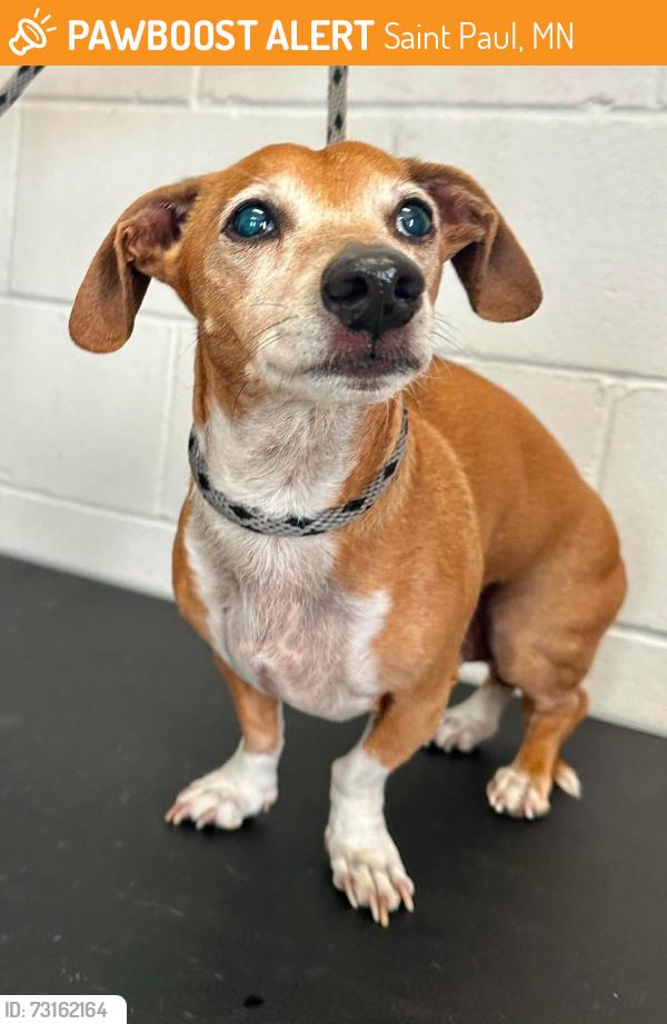 Found/Stray Male Dog last seen Barclay between York and Case, Saint Paul, MN 55106