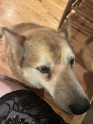 Lost Female Dog last seen Misenheimer, Misenheimer, NC 28137