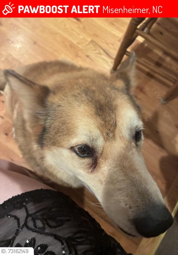 Lost Female Dog last seen Misenheimer, Misenheimer, NC 28137