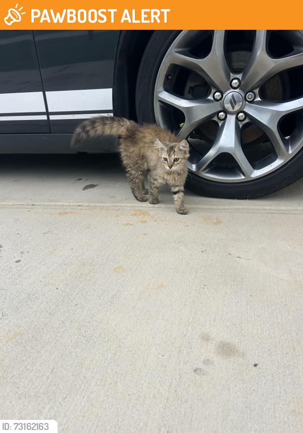 Found/Stray Male Cat last seen In my front yard, Johnston County, NC 27529