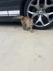 Found/Stray Male Cat last seen In my front yard, Johnston County, NC 27529