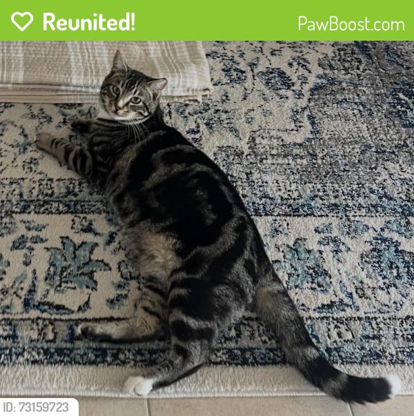 Reunited Male Cat last seen Tungsten Way, Sacramento, CA 95832
