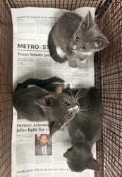 Shelter Stray Unknown Cat last seen Near Hergotz Lane, AUSTIN, TX, 78742, 7201 Levander Loop bldg a, Austin, TX 78702, USA