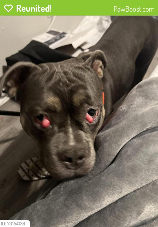 Reunited Female Dog last seen Council Rd, Bethany, OK 73008