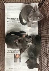 Shelter Stray Unknown Cat last seen Near Hergotz Lane, AUSTIN, TX, 78742, 7201 Levander Loop bldg a, Austin, TX 78702, USA