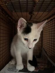 Shelter Stray Unknown Cat last seen Near Daniel Alexaner Way, AUSTIN, TX, 78719, 7201 Levander Loop bldg a, Austin, TX 78702, USA