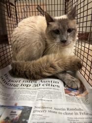 Shelter Stray Unknown Cat last seen Near N Creek Drive, AUSTIN, TX, 78753, 7201 Levander Loop bldg a, Austin, TX 78702, USA