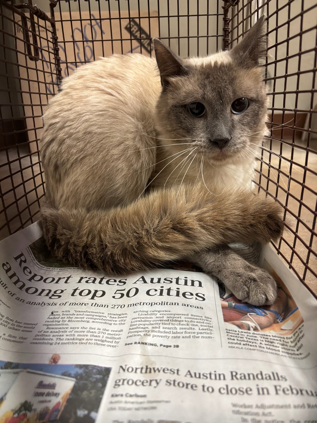 Shelter Stray Male Cat last seen Near N Creek Drive, AUSTIN, TX, 78753, 7201 Levander Loop bldg a, Austin, TX 78702, USA