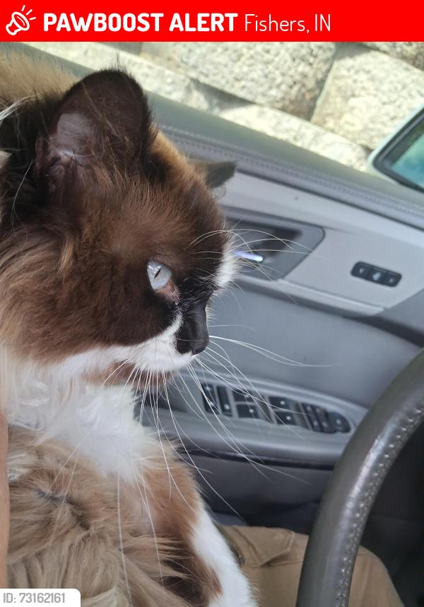 Lost Female Cat last seen Lantern road, Fishers, IN 46038