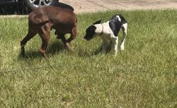 Reunited Male Dog last seen Patricia, lenora, Escambia County, FL 32506