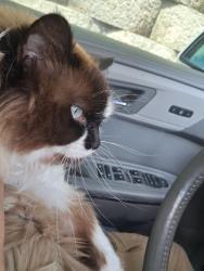 Lost Female Cat last seen Lantern road, Fishers, IN 46038
