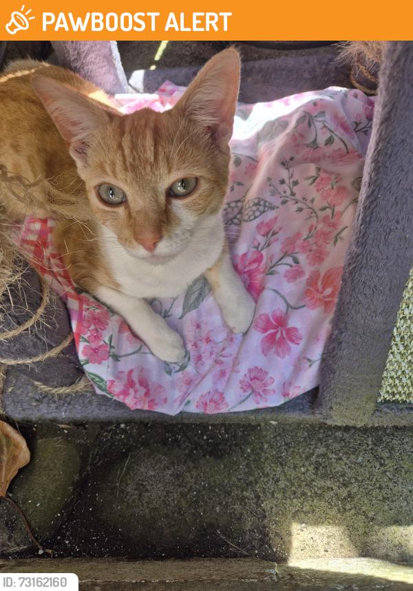 Found/Stray Male Cat last seen Seven acres, Breightmet, England BL2 5DQ