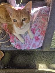 Found/Stray Male Cat last seen Seven acres, Breightmet, England BL2 5DQ