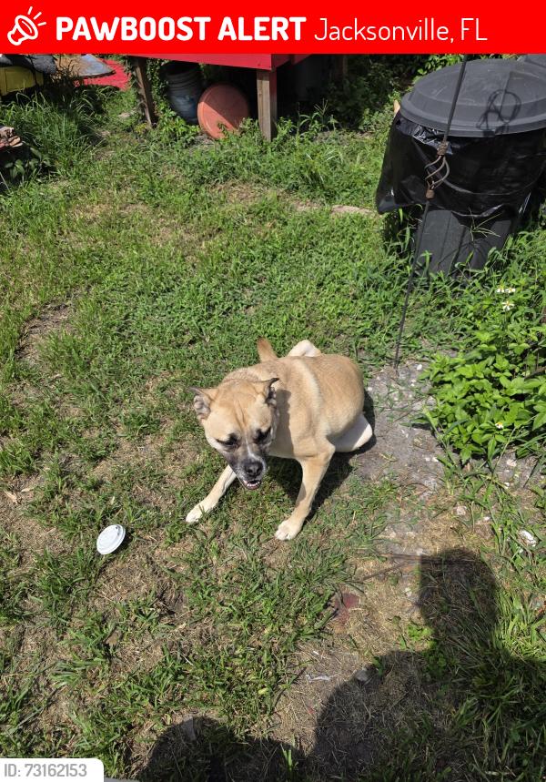 Lost Male Dog last seen Murray Dr and Lenox Ave, Jacksonville, FL 32205