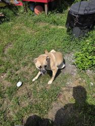 Lost Male Dog last seen Murray Dr and Lenox Ave, Jacksonville, FL 32205