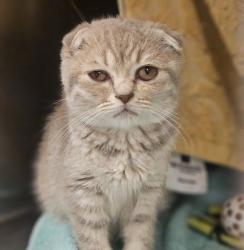 Shelter Stray Female Cat last seen Near Campus Hills Dr, LIVERMORE, CA, 94551, 8323 Baldwin St, Oakland, CA 94621, USA