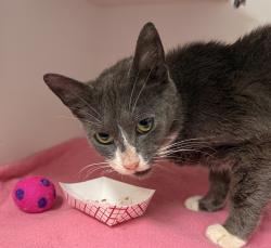 Shelter Stray Female Cat last seen SE 182nd and Stark, OR, 1700 W Historic Columbia River Hwy, Troutdale, OR 97060, USA