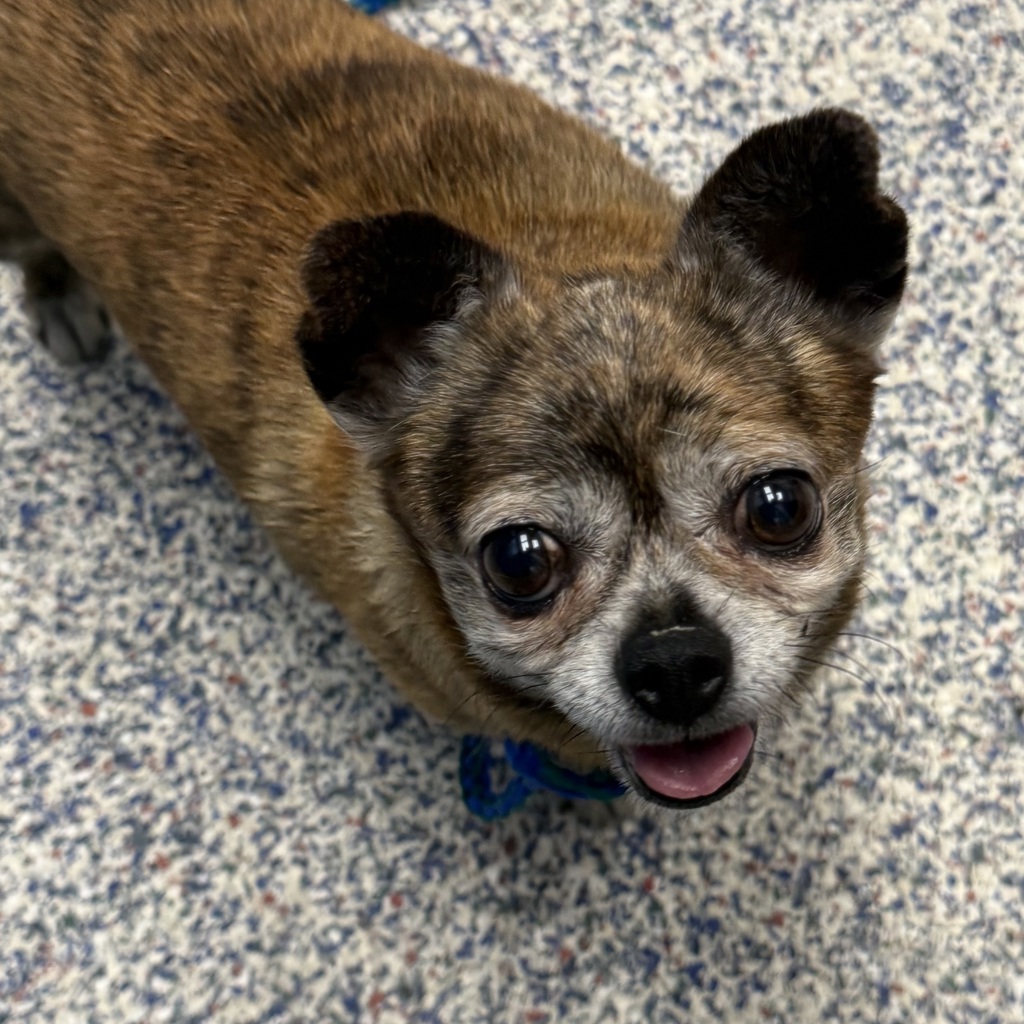 Shelter Stray Male Dog last seen cross streets Union & Alamada, Lakewood, CO, 80228, 580 McIntyre St, Golden, CO 80401, USA