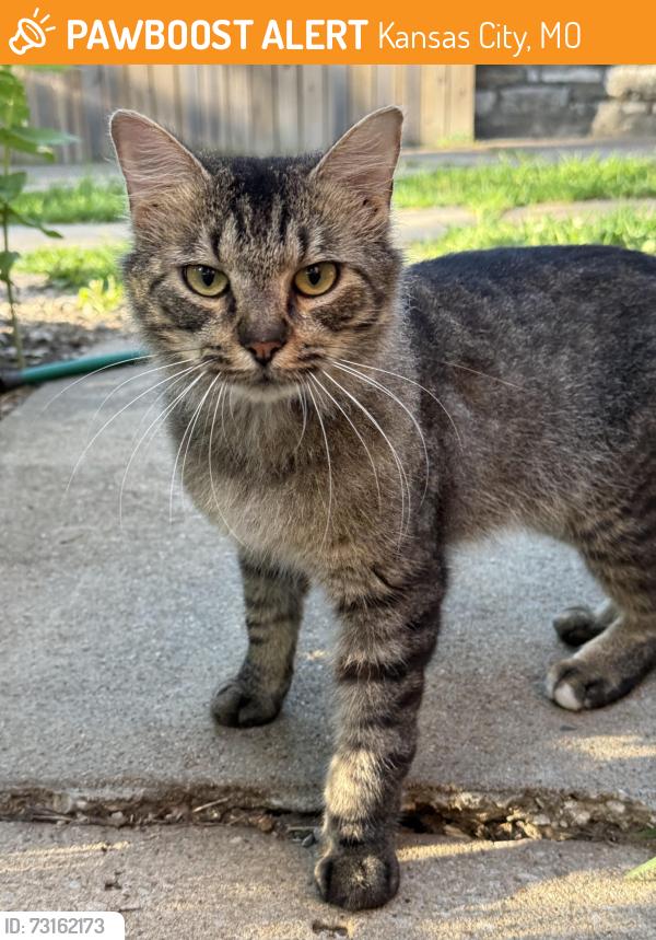 Found/Stray Male Cat last seen Tower Park, Waldo, Kansas City, MO, Kansas City, MO 64131