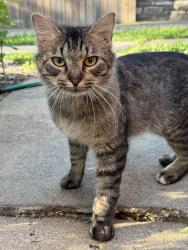 Found/Stray Male Cat last seen Tower Park, Waldo, Kansas City, MO, Kansas City, MO 64131