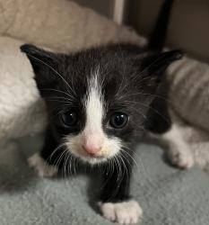 Shelter Stray Male Cat last seen Near Summite Avenue, RALEIGH, NC, 27603, 820 Beacon Lake Dr, Raleigh, NC 27610, USA