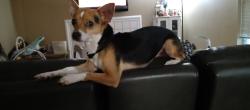 Lost Male Dog last seen Garden manor, forest trails, Houston, TX 77084