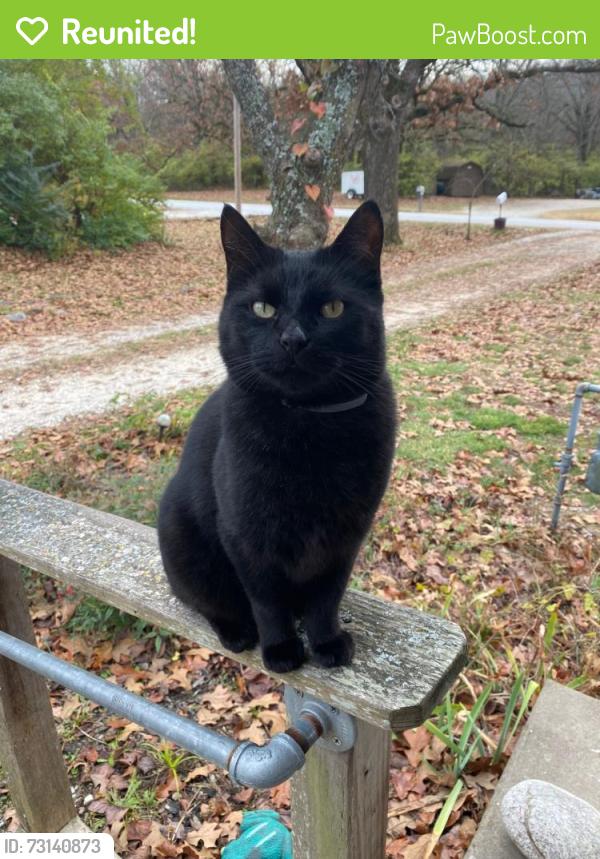 Reunited Male Cat last seen Johnson mill Blvd, Johnson, AR 72762