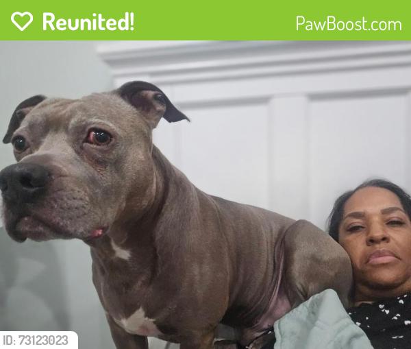 Reunited Male Dog last seen By the Aldi’s on Canada Rd in Lakeland,TN, Lakeland, TN 38002