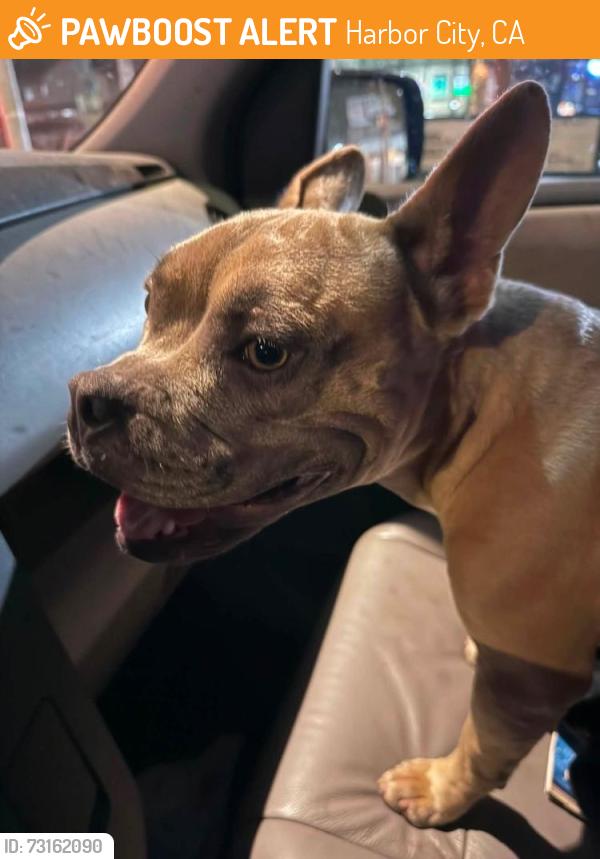 Found/Stray Female Dog last seen Normandie Ave, Pacific coast hwy, Harbor City, CA 90710