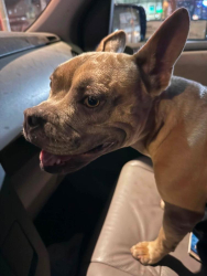 Found/Stray Female Dog last seen Normandie Ave, Pacific coast hwy, Harbor City, CA 90710
