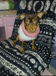 Reunited Female Dog last seen University and Whitendale, Visalia, CA 93277