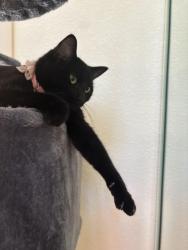 Lost Female Cat last seen Paradise lane & aire libre, Phoenix, AZ 85032