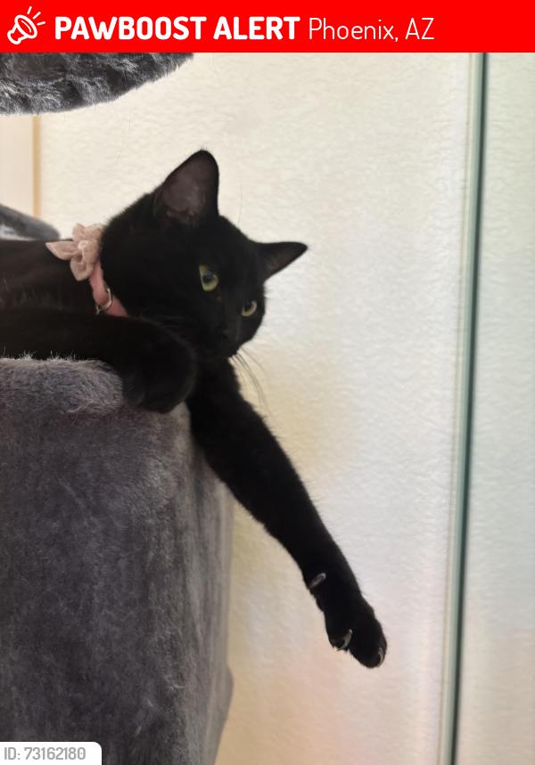 Lost Female Cat last seen Paradise lane & aire libre, Phoenix, AZ 85032