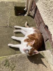 Lost Male Cat last seen Newell Stores, Coalisland, Northern Ireland BT71 4LD