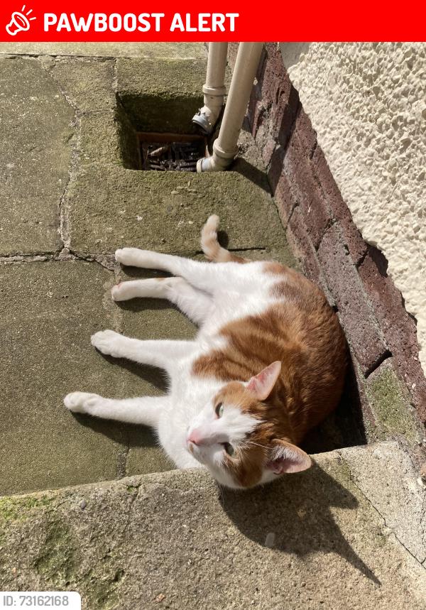 Lost Male Cat last seen Newell Stores, Coalisland, Northern Ireland BT71 4LD