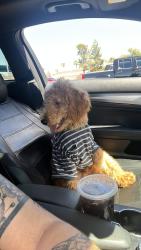 Lost Male Dog last seen Chestnut, Henderson, NV 89011