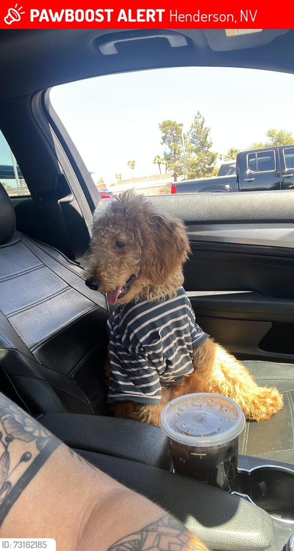 Lost Male Dog last seen Chestnut, Henderson, NV 89011