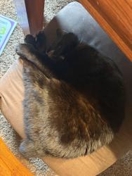 Lost Male Cat last seen Sorghum Mill estates, Edmond, OK 73025
