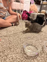 Found/Stray Female Cat last seen Granger Pines Community, Conroe, TX 77302