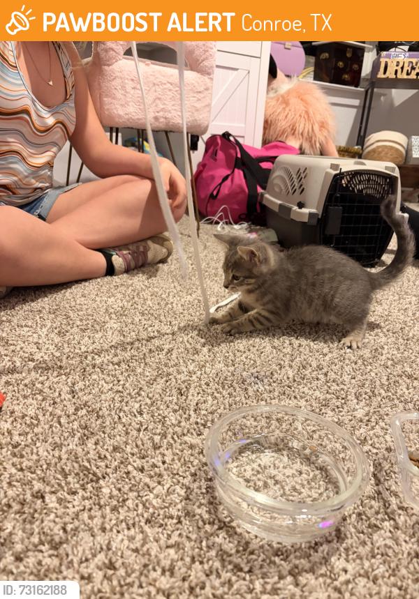 Found/Stray Female Cat last seen Granger Pines Community, Conroe, TX 77302