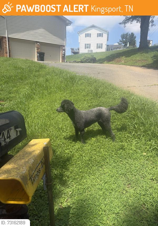 Found/Stray Unknown Dog last seen Matilda place and June dr, Kingsport, TN 37664